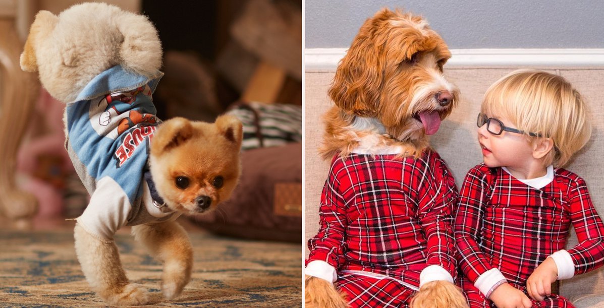 人不如狗系列——Instagram上身价最高的十只汪