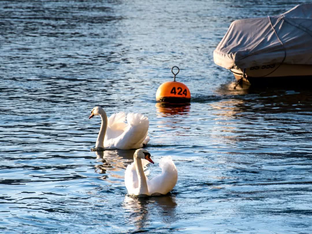 TVB人去瑞士喜欢滑雪，我去瑞士喜欢买它