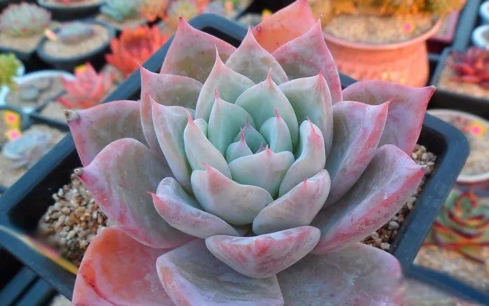 几款好看又好养的多肉,好养且易爆盆的多肉