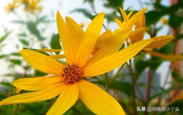 菊芋花开金灿烂,洋姜高洁清雅语