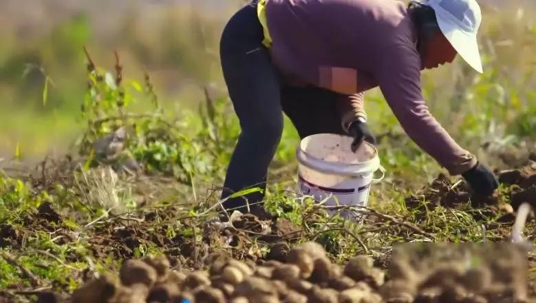 丰收土豆节,丰收节土豆