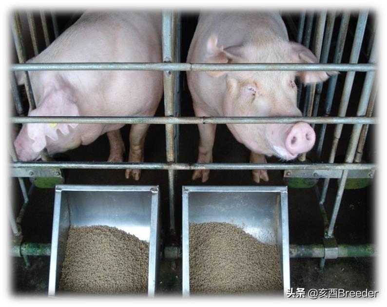 母猪发情鉴定及最佳配种时间判断,养母猪必会发情鉴定和适时配种