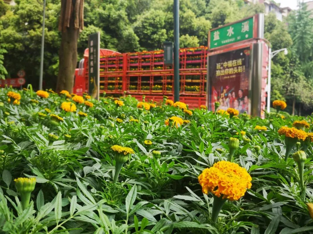 哇哦！翠屏山空中漫步桥5.1节重新开放！快约起~