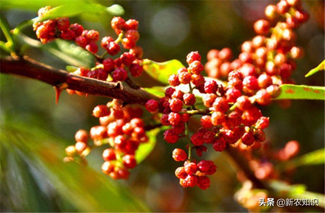 花椒病虫害的生物防治措施学习班,花椒种植管理技术与病虫害