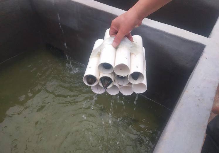 *疆新**男子沙漠5亩池塘养澳洲淡水虾,个头比手掌大,亩利润达万元