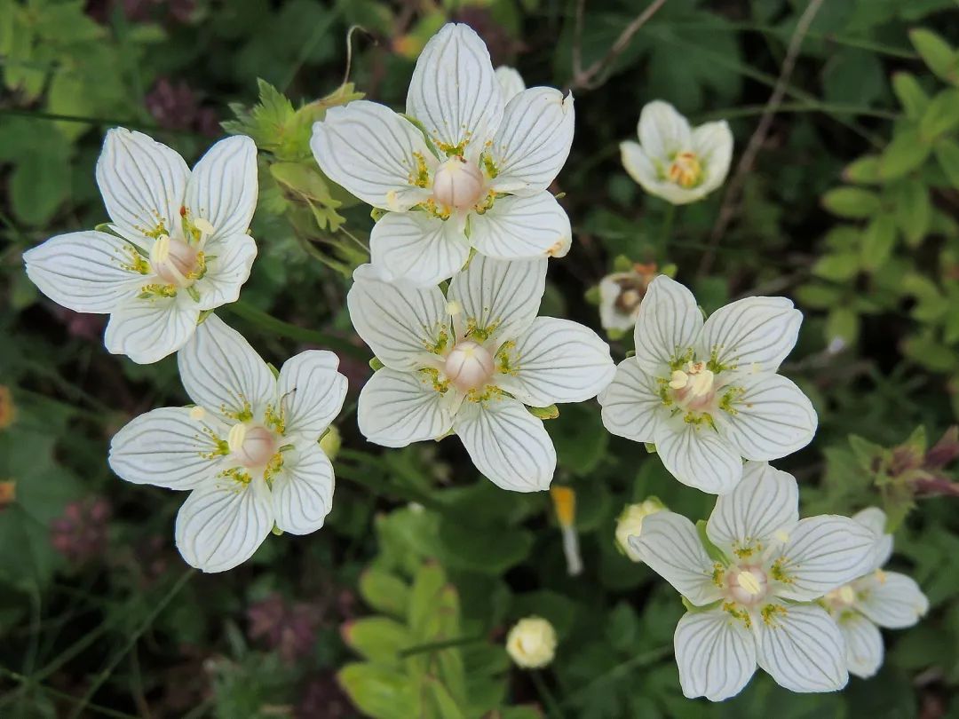 举还是不举?与渣男阿波罗朝夕相处的小花有自己的选择