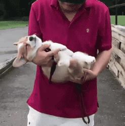 谁也拒绝不了的撒娇,谁也拒绝不了一只卖萌的小狗