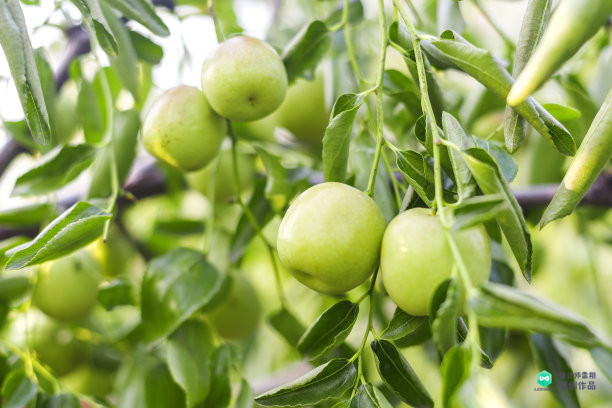院子适合种的花和设计,庭院设计植物大全