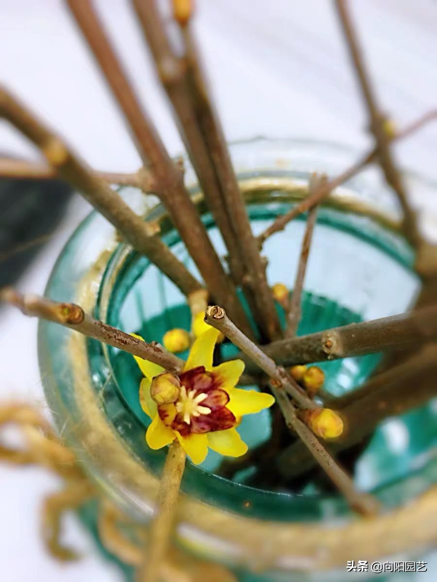 银柳和腊梅搭配插花,腊梅银柳干花