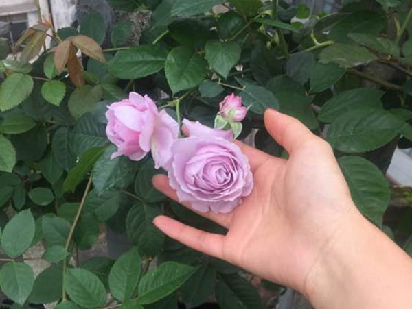 最适合做花墙的四季开花藤本月季,适合做花墙的藤本月季推荐