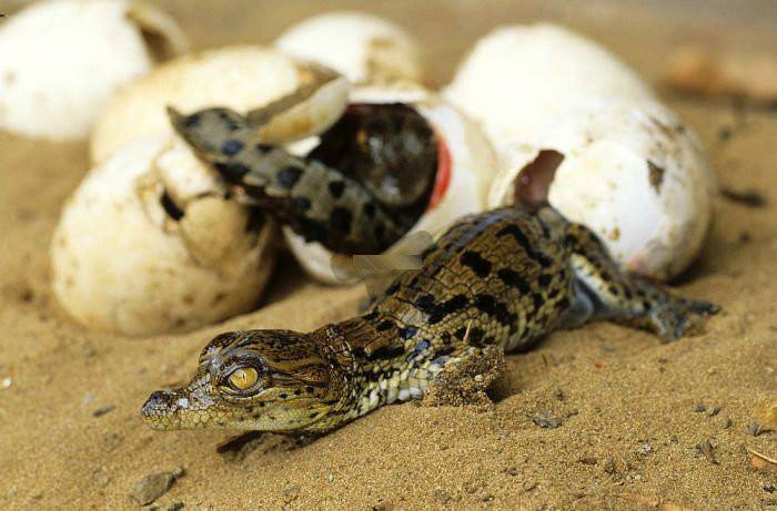 在家养小鳄鱼视频,在家里养小鳄鱼要养什么品种