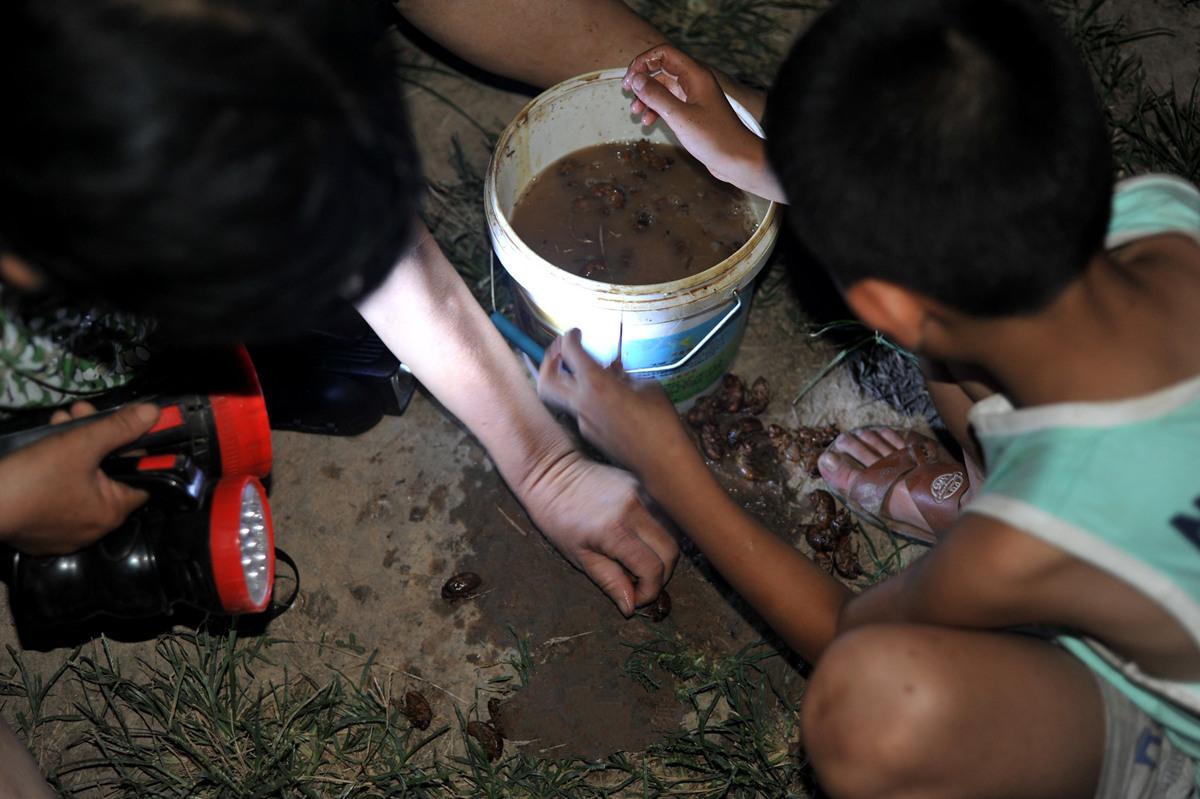 金蝉吃了有什么好处,金蝉到底能不能吃