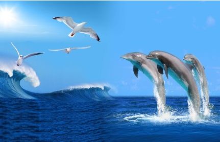 鲨鱼怕海豚，这是真的吗？