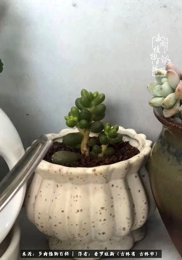 日日勤服侍，日日勤拂拭！服侍花儿，就是拂拭心灵