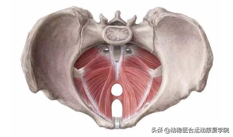 骨盆底肌不得不知的秘密（一）