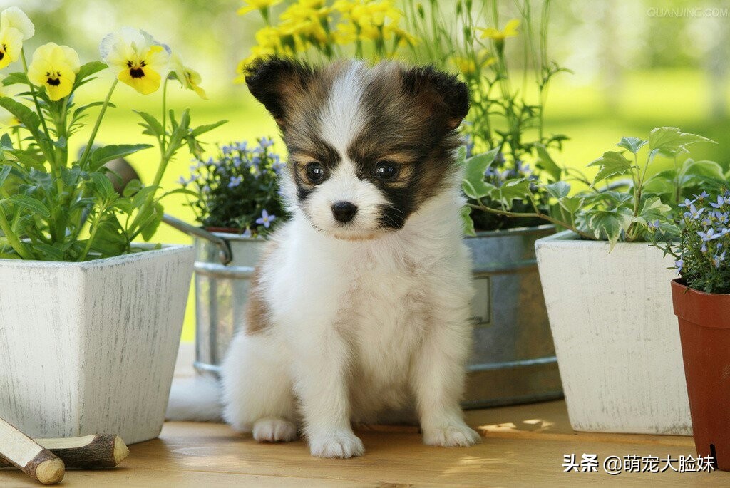 十二星座适合养什么宠物狗,十二星座最喜欢什么样的宠物狗