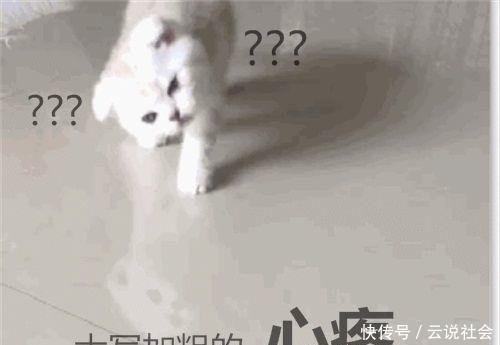 猫咪脖子歪了咋回事,猫咪一直歪着脖子