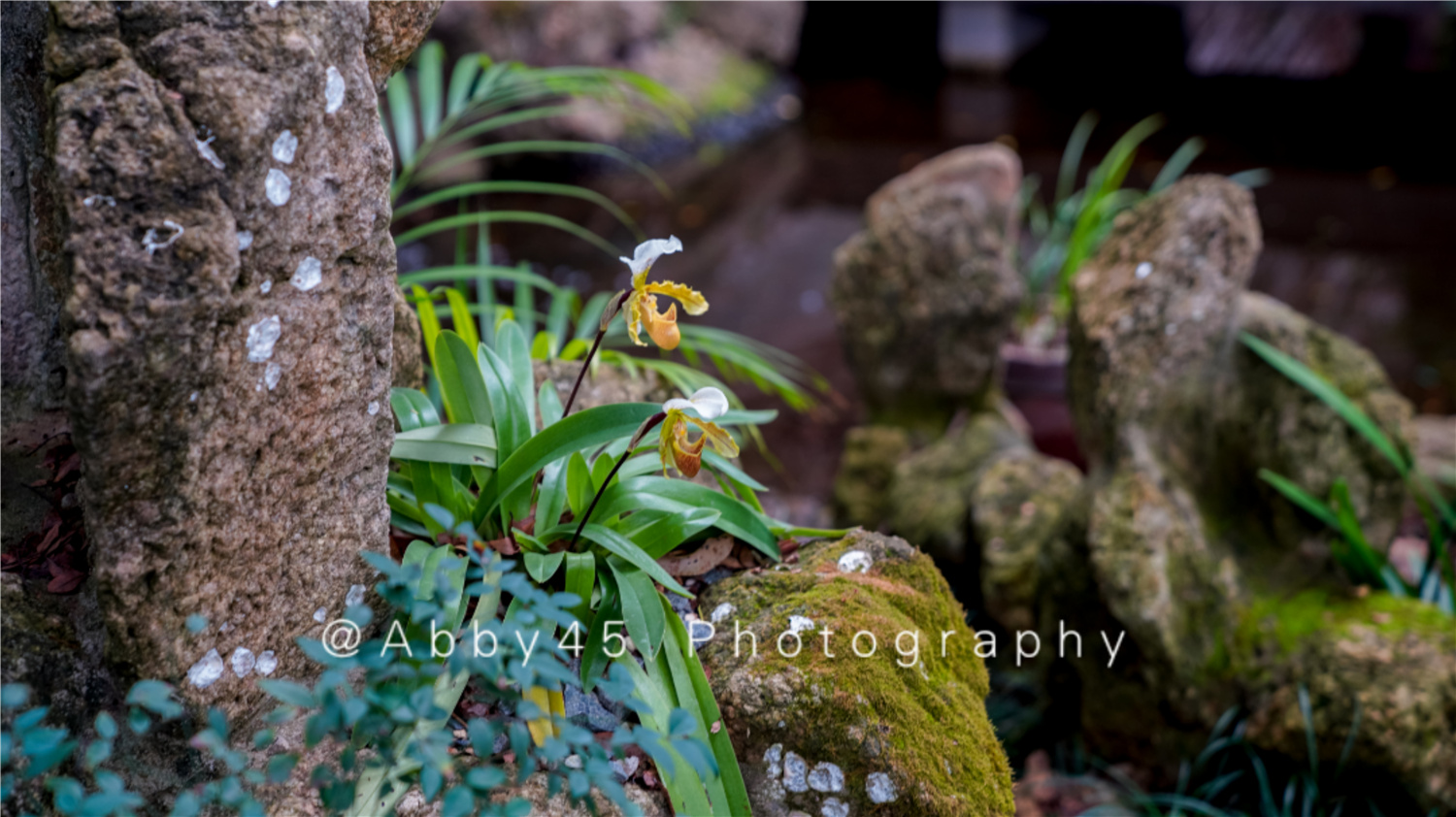 国内十大兰圃之一在福州，莫负好*光春**，免费尽享兰花的春之盛宴