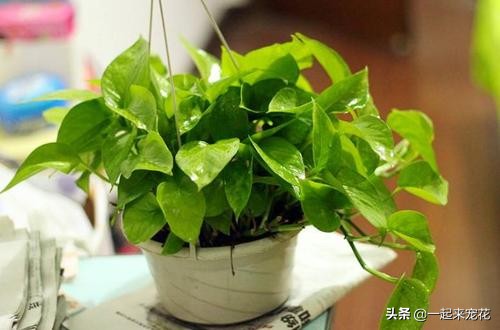 目前最好的养花营养液,养花草树的万能营养液