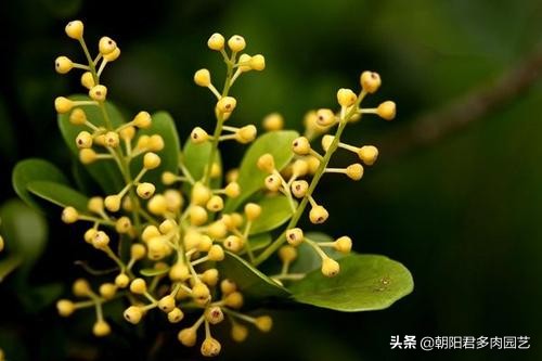 米兰怎么养护才能下次开花爆盆,米兰怎样养到茂盛且开花