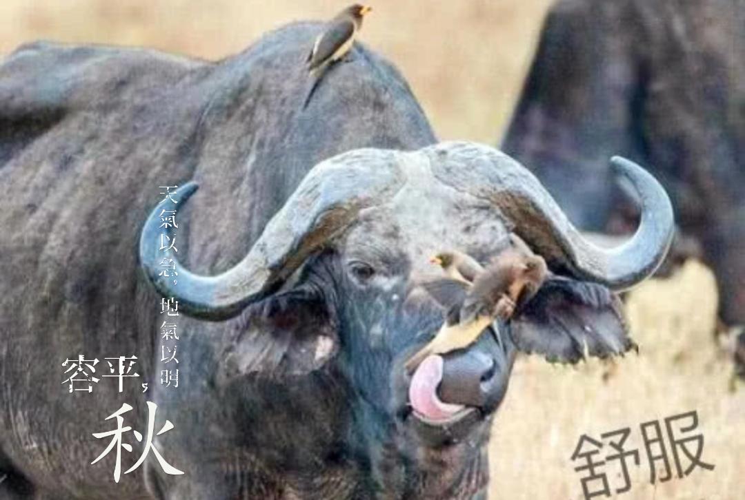 椋鸟吃牛身上虫子,牛椋鸟钻进野牛鼻孔里