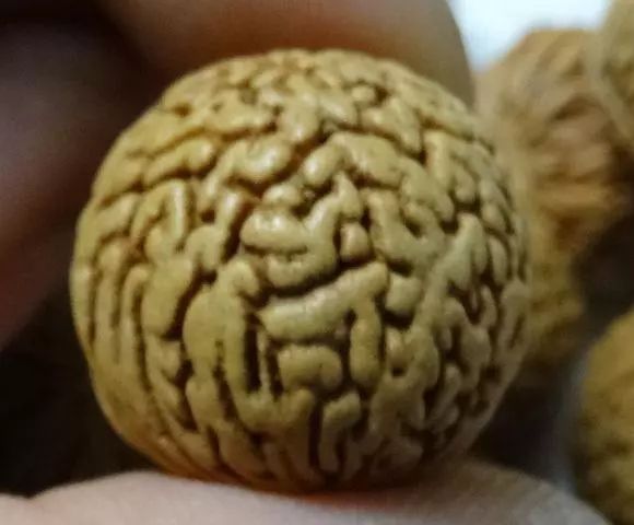 脑纹桃核是圆的吗,脑纹桃核广东能种吗