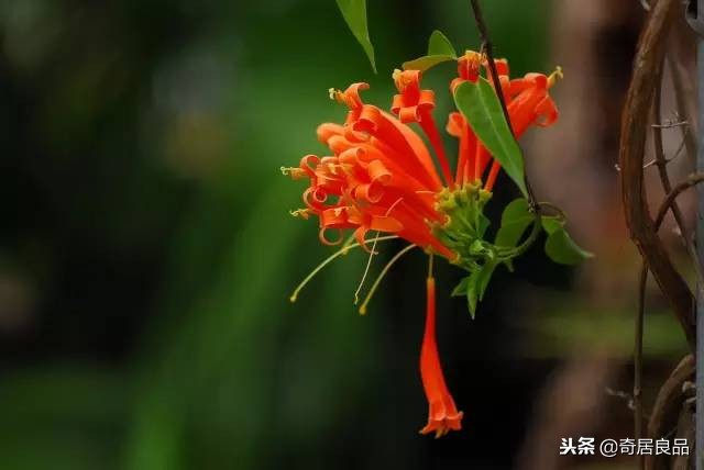 四季开花的庭院爬藤,庭院爬藤花期长哪种最好