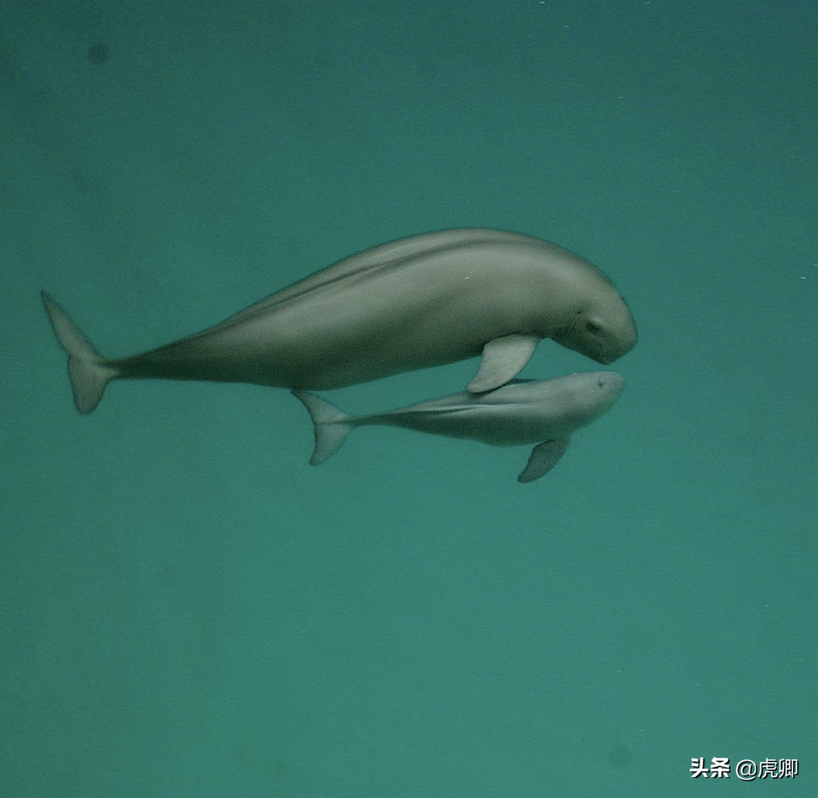 长江江豚死亡最新消息,今年长江江豚灭绝没
