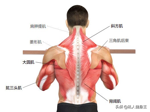 只练胸不练背会导致什么情况,只练胸肩不练背有什么后果