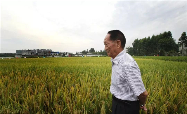 美国操控粮食价格,美国4大粮商与中国打粮食战