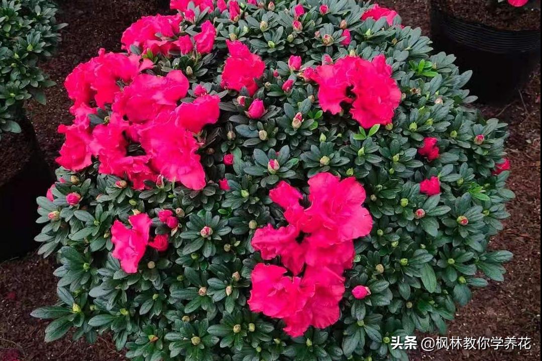 10种春节必选花卉,最受欢迎的十大年宵花