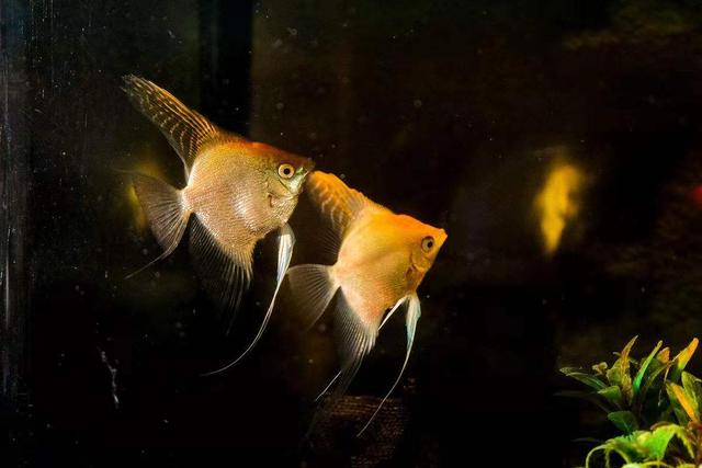 金鱼好养还是孔雀鱼好养活,燕鱼和金鱼哪个观赏性好