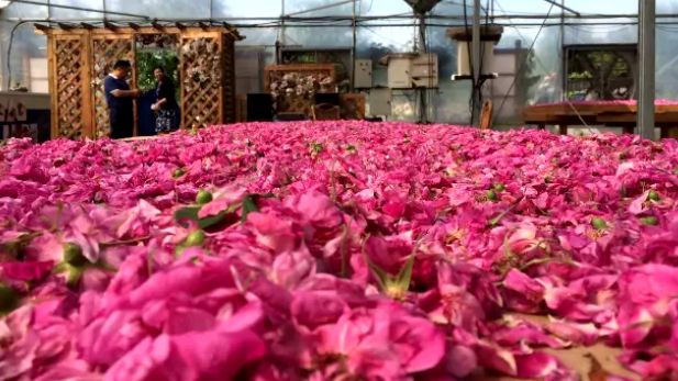 鹅湖玫瑰园花期,鹅湖玫瑰园美篇