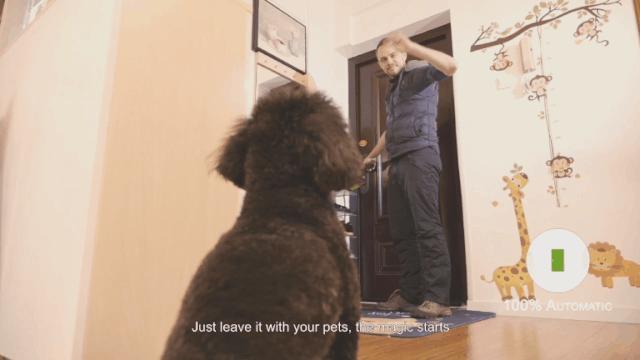 100%智能的小球，在寒冷的冬季撩猫逗狗