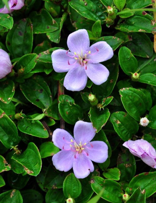 地菍图片与功效图文,地菍园林用途