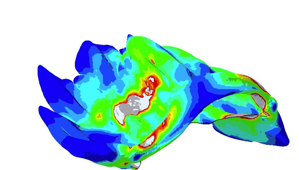 螳螂虾击碎乌龟壳,螳螂虾攻击螳螂虾