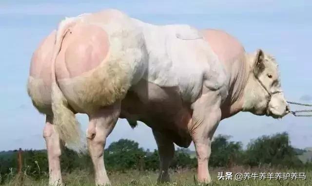 适合生产雪花牛肉的中国牛品种,夏洛莱和黑白花牛杂交是啥品种