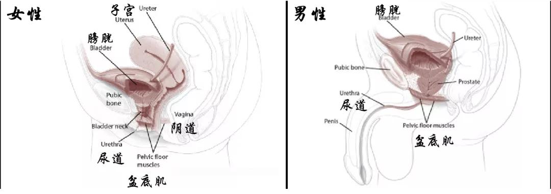 凯格尔运动什么时候做效果最好,为什么凯格尔运动没什么作用