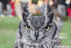 宫崎骏老爷爷笔下经典形象龙猫的原型居然是个鸟,WTF+问号脸