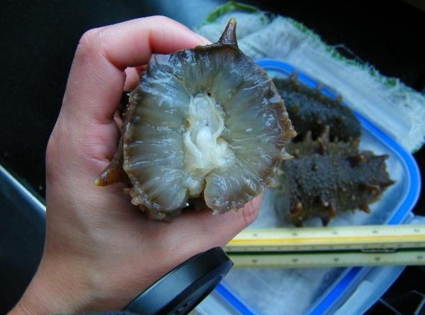 整个孕期可以吃枸杞吗,整个孕期能不能吃蒜