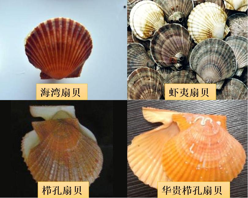 海鲜扇贝可以养活吗,海鲜店扇贝的后期养殖方法