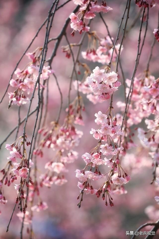 浪漫樱花校园,浪漫樱花视频
