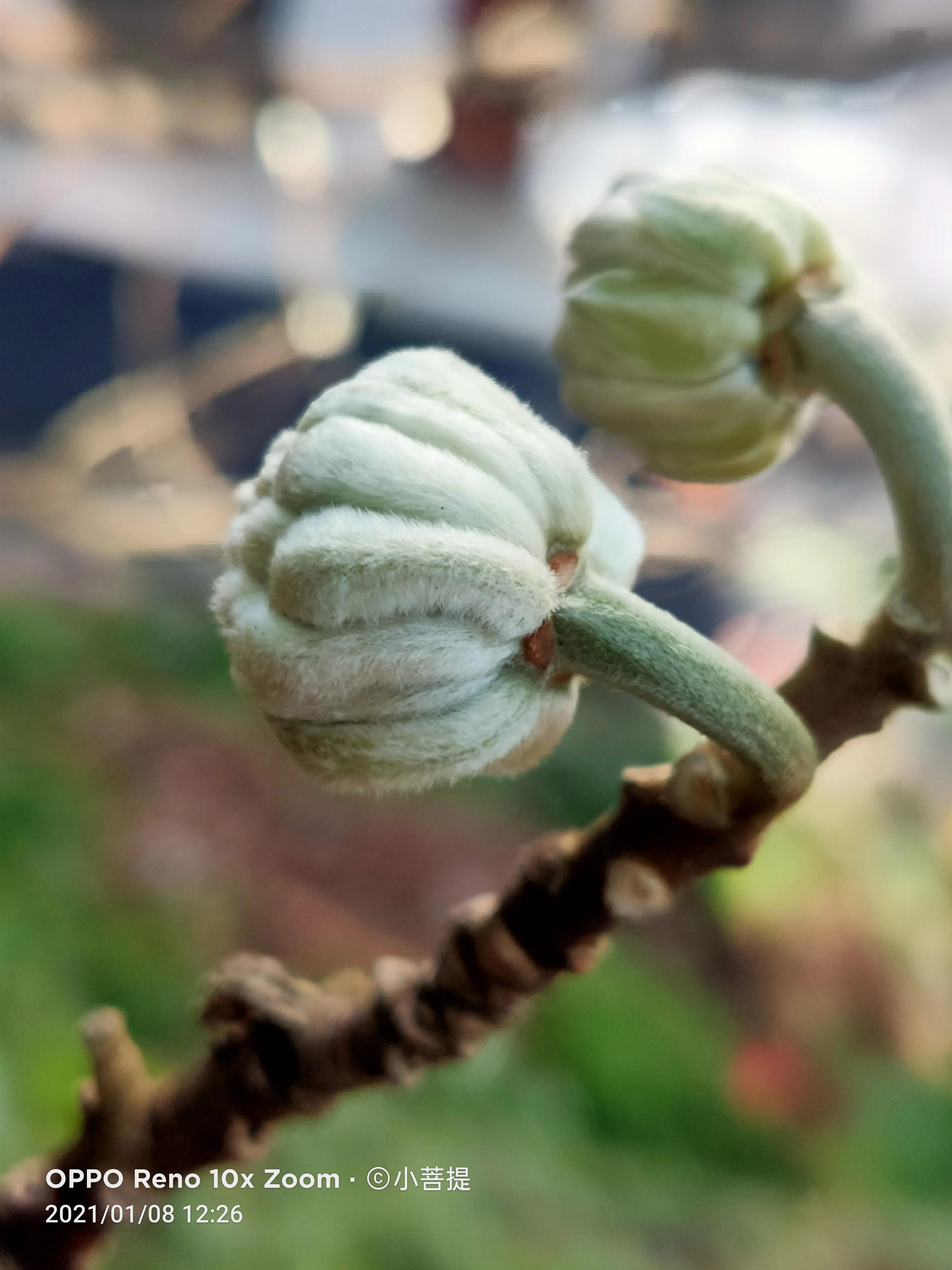 这就是爱情树，若在枝上打两个同向的结，就能得到甜蜜爱情和幸福