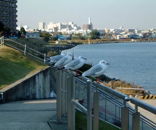 智库看东莞之七|对标日本创新型城市——川崎