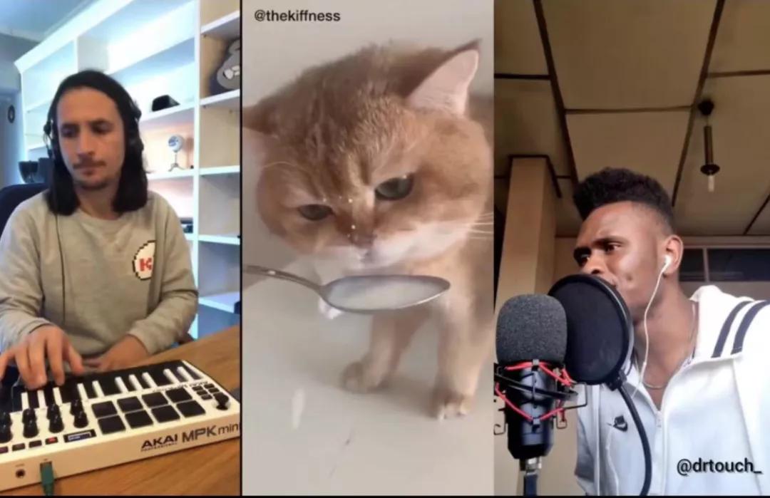 漂亮小奶猫喝奶,4只小奶猫吃豪华大餐