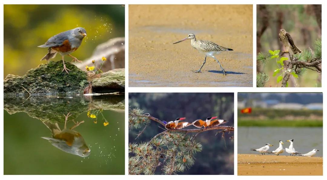 东港这么美！我要去看看