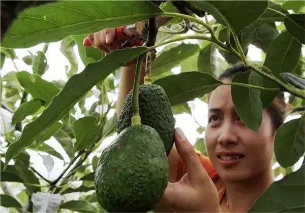 牛油果种植技术与条件图片,牛油果口感水分很大