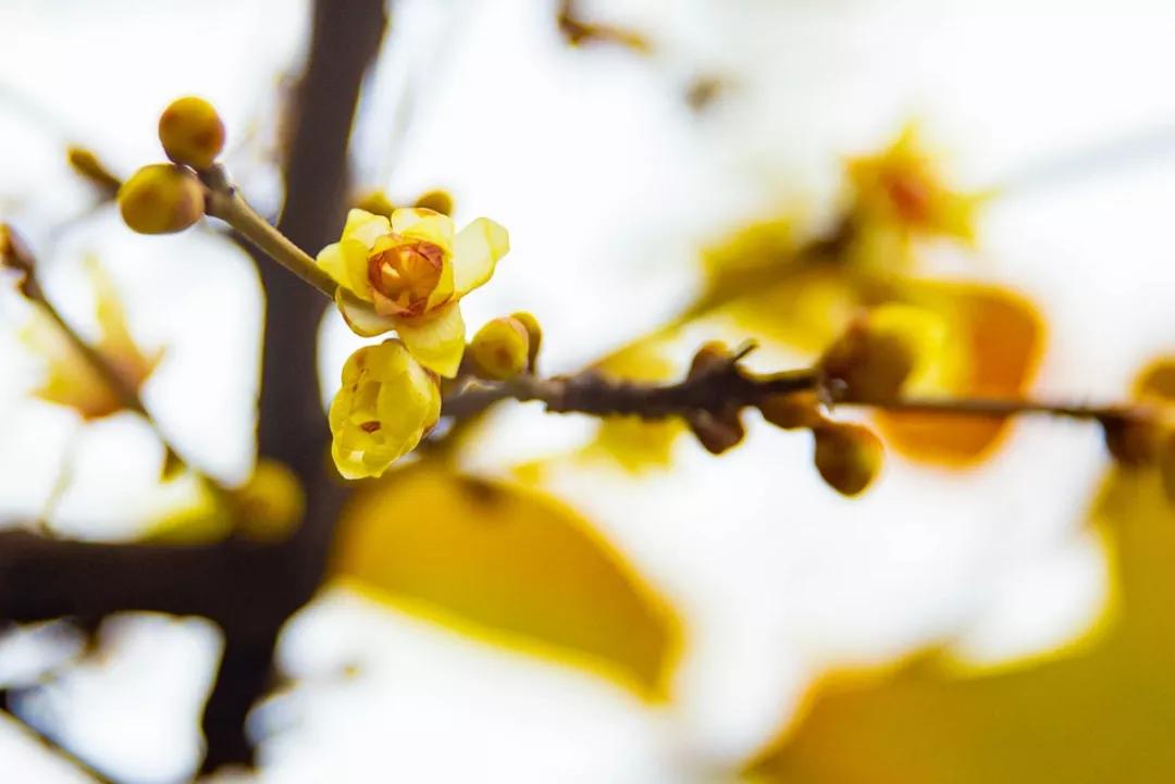 南京腊梅最佳观赏时间,南京赏梅花景点推荐