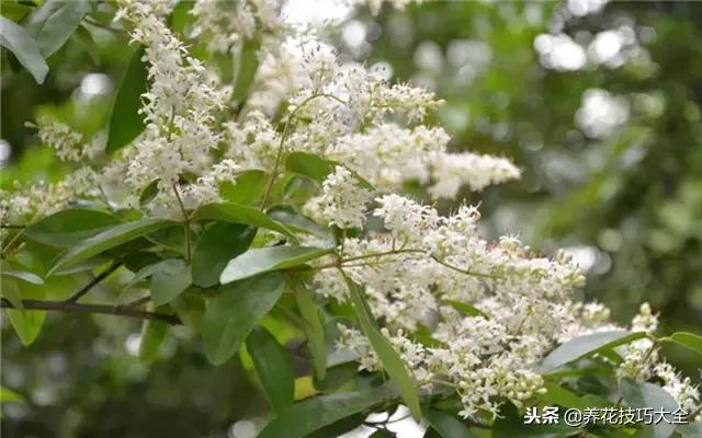 常见小区绿化100种植物图片,常见的水生植物有哪些种