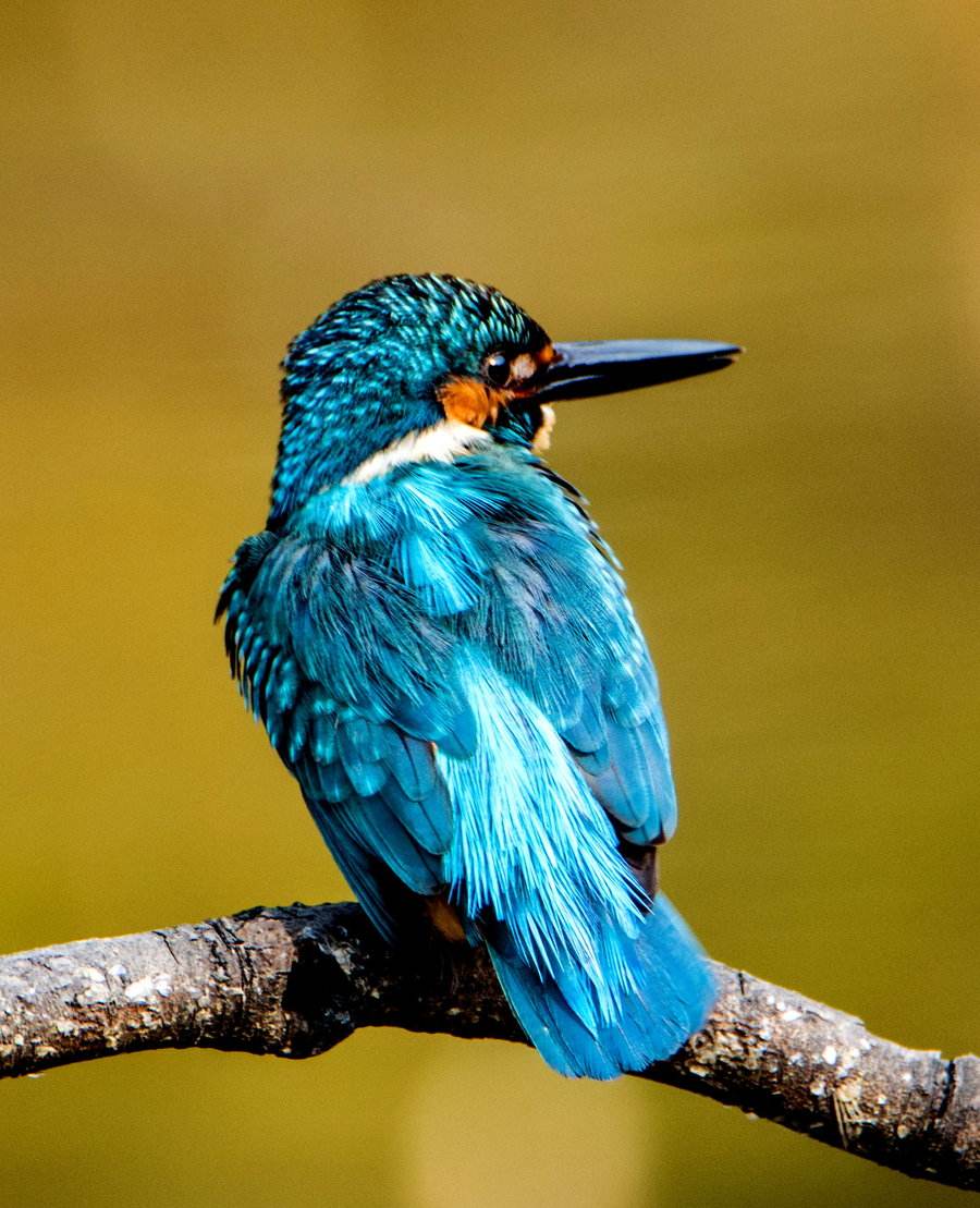 古代人为了变美用了什么秘方,古代最残忍的首饰